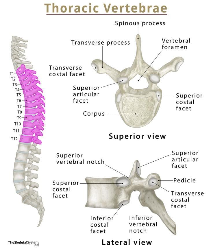 Thoracic Vertebrae T1 T12 An Uncommon Slipped Disc Area